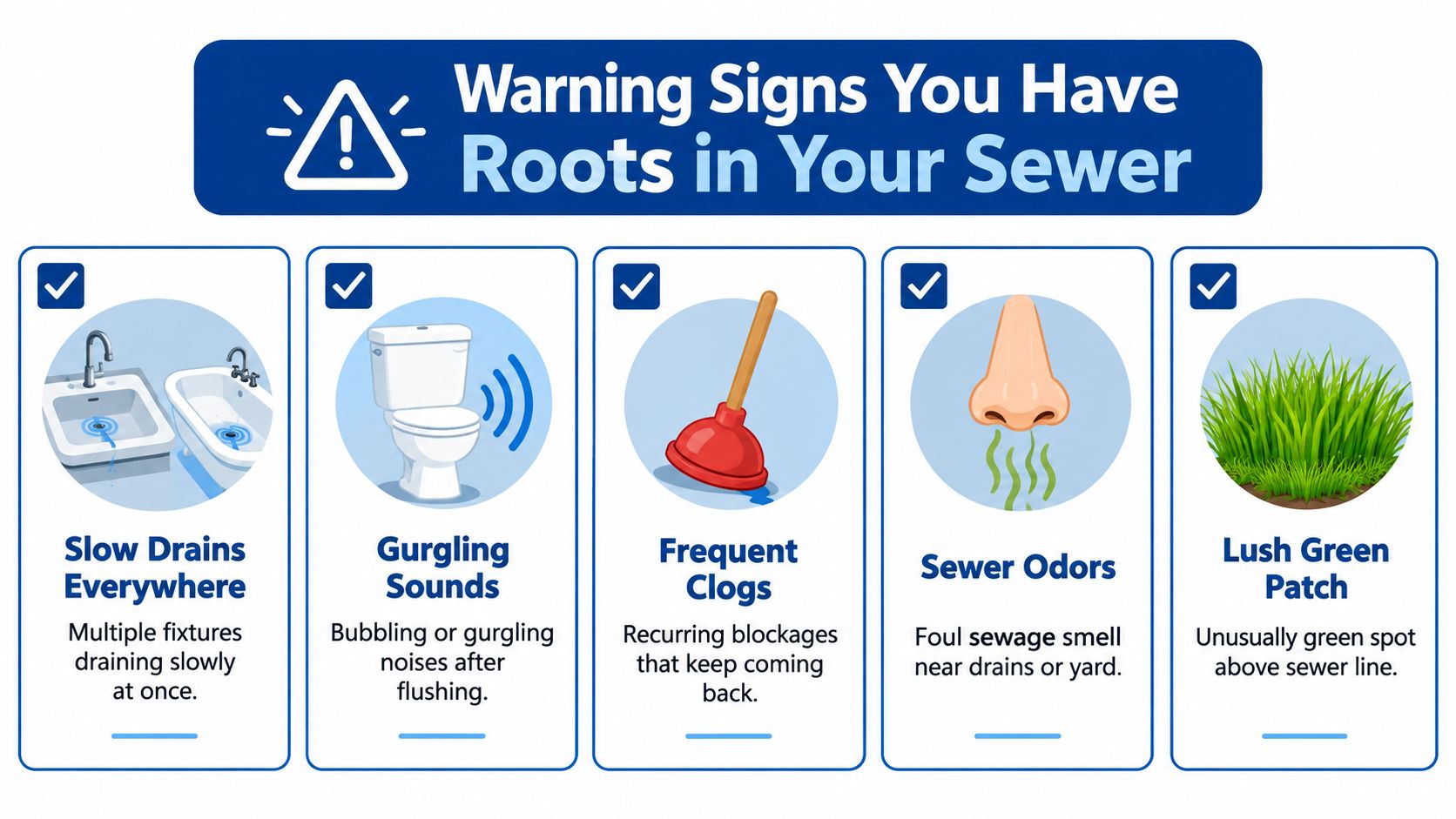 An infographic showing five warning signs of tree roots in your home sewer line system.